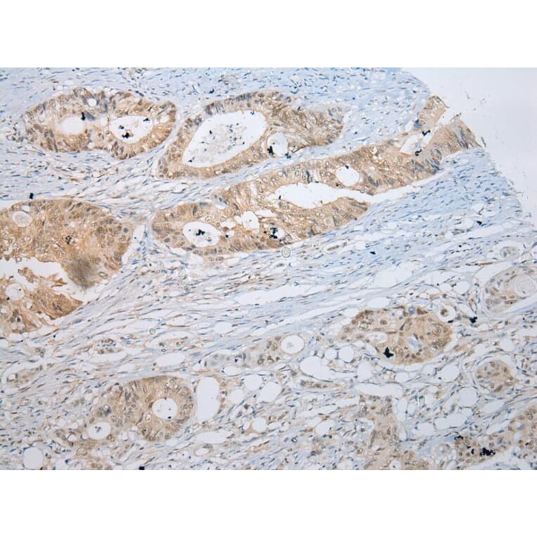 Immunohistochemistry - SSBP4 Antibody from Signalway Antibody (40337) - Antibodies.com