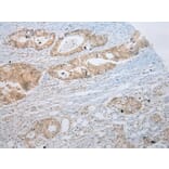Immunohistochemistry - SSBP4 Antibody from Signalway Antibody (40337) - Antibodies.com