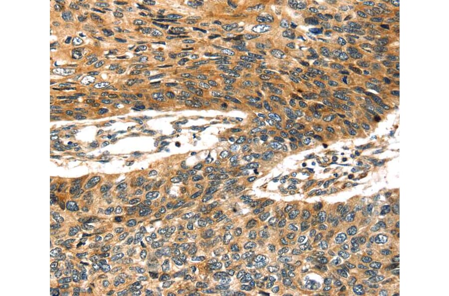 Immunohistochemistry - STX19 Antibody from Signalway Antibody (40343) - Antibodies.com