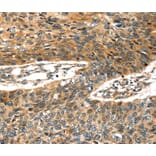 Immunohistochemistry - STX19 Antibody from Signalway Antibody (40343) - Antibodies.com