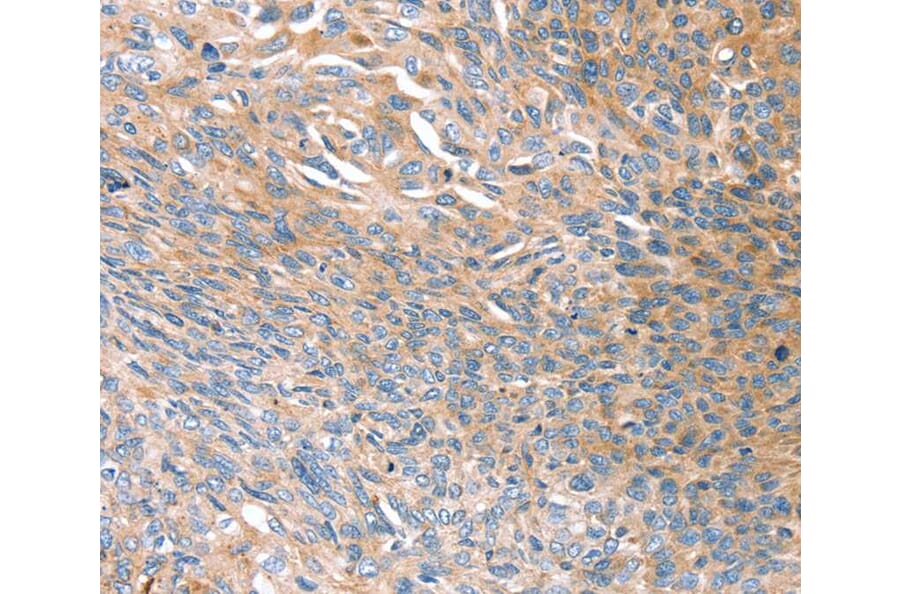 Immunohistochemistry - PRSS8 Antibody from Signalway Antibody (40367) - Antibodies.com