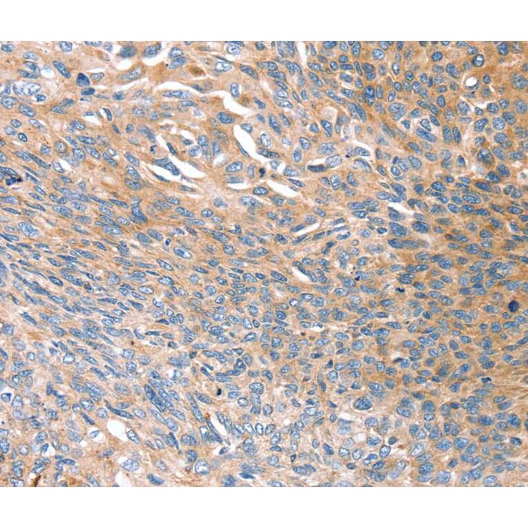 Immunohistochemistry - PRSS8 Antibody from Signalway Antibody (40367) - Antibodies.com