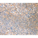 Immunohistochemistry - PRSS8 Antibody from Signalway Antibody (40367) - Antibodies.com