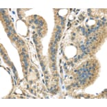 Immunohistochemistry - STK35 Antibody from Signalway Antibody (40376) - Antibodies.com