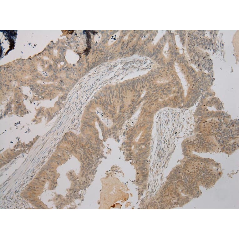 Immunohistochemistry - TPST2 Antibody from Signalway Antibody (40389) - Antibodies.com