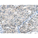 Immunohistochemistry - CCNA1 Antibody from Signalway Antibody (42702) - Antibodies.com