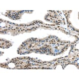 Immunohistochemistry - HDAC1 Antibody from Signalway Antibody (42706) - Antibodies.com