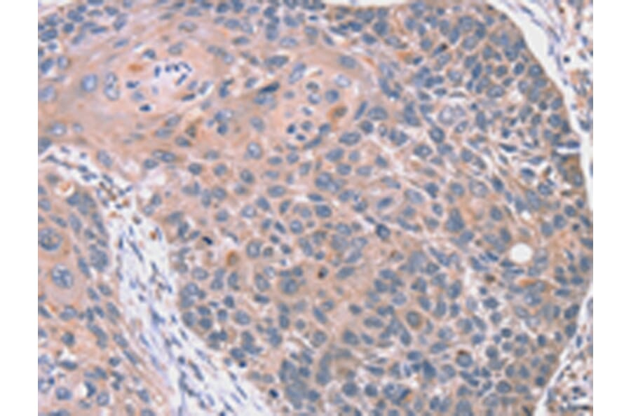 Immunohistochemistry - RGS10 Antibody from Signalway Antibody (42735) - Antibodies.com