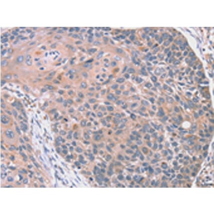 Immunohistochemistry - RGS10 Antibody from Signalway Antibody (42735) - Antibodies.com