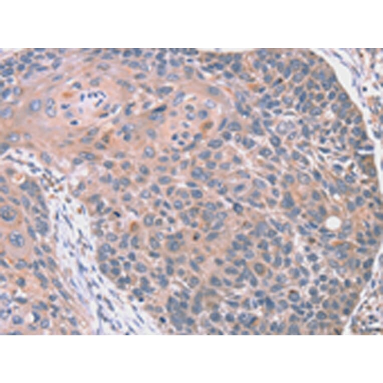 Immunohistochemistry - RGS10 Antibody from Signalway Antibody (42735) - Antibodies.com