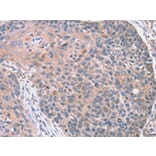 Immunohistochemistry - RGS10 Antibody from Signalway Antibody (42735) - Antibodies.com