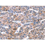 Immunohistochemistry - RPL11 Antibody from Signalway Antibody (42741) - Antibodies.com