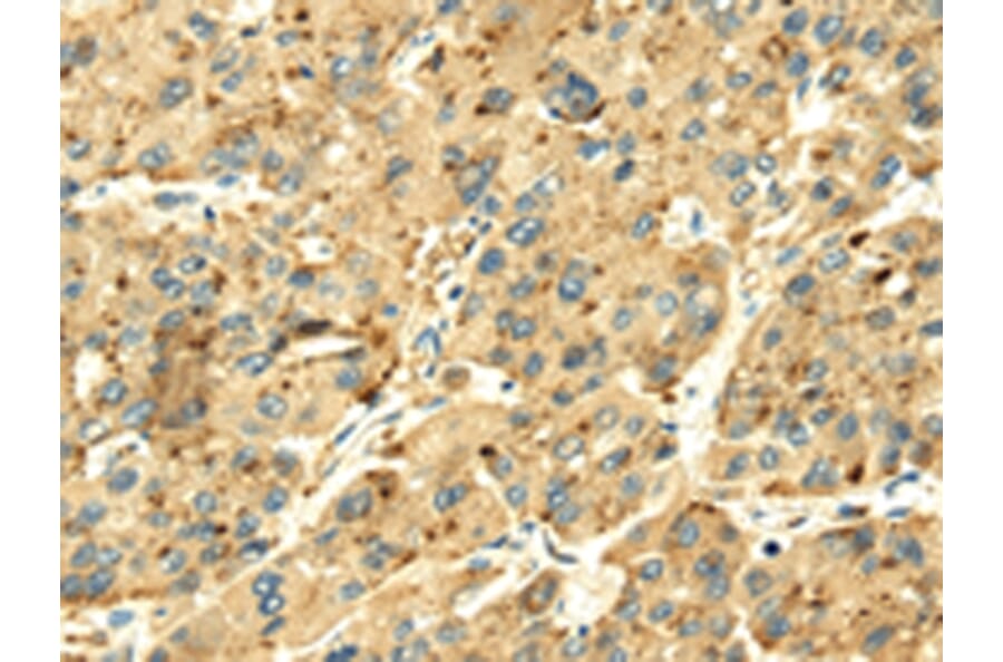 Immunohistochemistry - SENP2 Antibody from Signalway Antibody (42749) - Antibodies.com