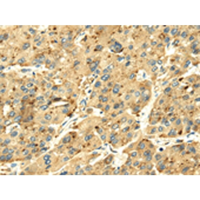 Immunohistochemistry - SENP2 Antibody from Signalway Antibody (42749) - Antibodies.com
