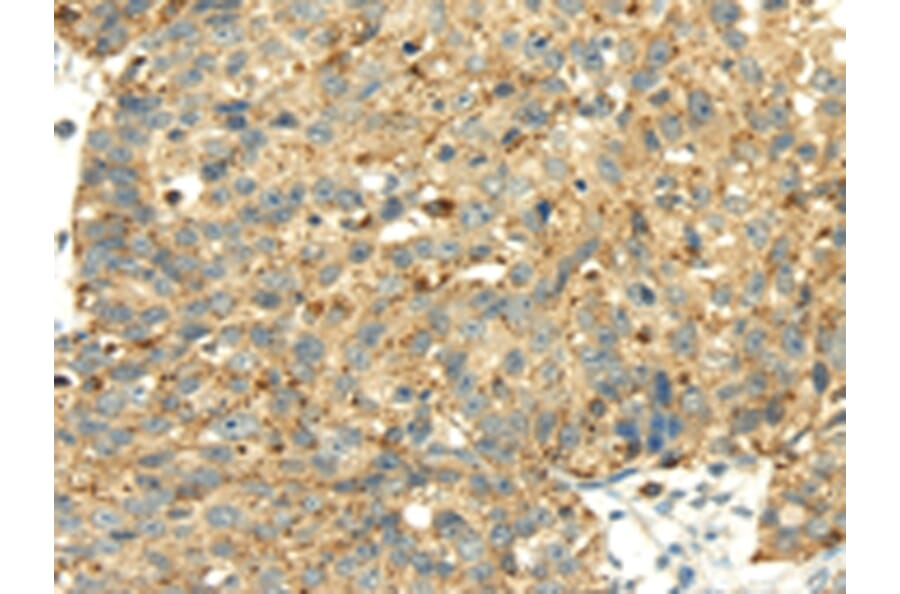 Immunohistochemistry - SENP2 Antibody from Signalway Antibody (42749) - Antibodies.com