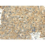 Immunohistochemistry - SENP2 Antibody from Signalway Antibody (42749) - Antibodies.com
