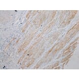 Immunohistochemistry - SESN3 Antibody from Signalway Antibody (42754) - Antibodies.com