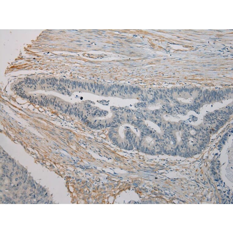 Immunohistochemistry - SESN3 Antibody from Signalway Antibody (42754) - Antibodies.com