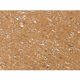 Immunohistochemistry - SYTL5 Antibody from Signalway Antibody (42770) - Antibodies.com