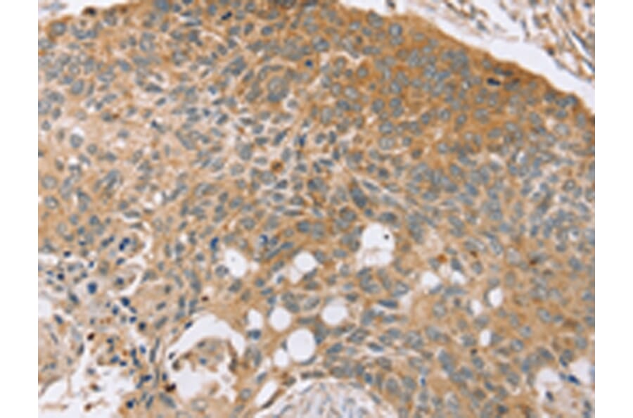 Immunohistochemistry - SYTL5 Antibody from Signalway Antibody (42770) - Antibodies.com