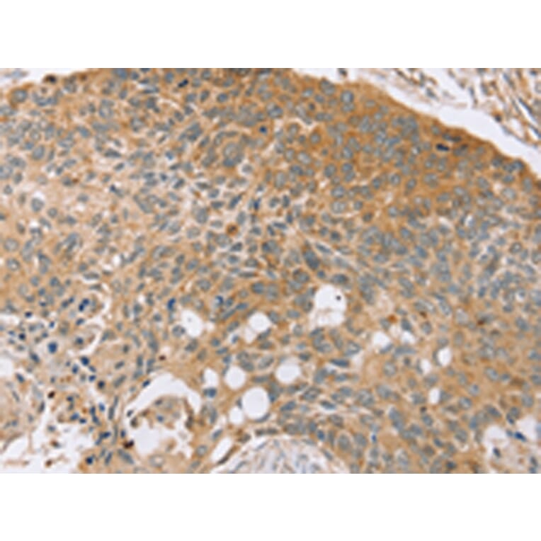 Immunohistochemistry - SYTL5 Antibody from Signalway Antibody (42770) - Antibodies.com