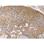 Immunohistochemistry - SYTL5 Antibody from Signalway Antibody (42770) - Antibodies.com