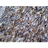 Immunohistochemistry - TSSC1 Antibody from Signalway Antibody (42794) - Antibodies.com