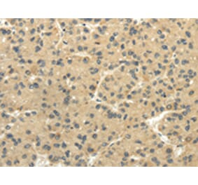 Immunohistochemistry - TULP2 Antibody from Signalway Antibody (42797) - Antibodies.com