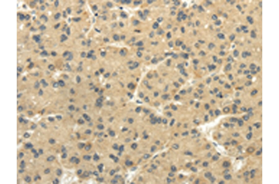 Immunohistochemistry - TULP2 Antibody from Signalway Antibody (42797) - Antibodies.com