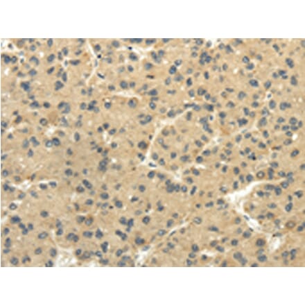 Immunohistochemistry - TULP2 Antibody from Signalway Antibody (42797) - Antibodies.com