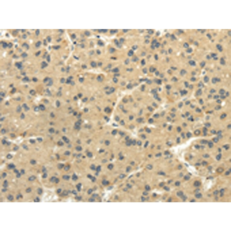 Immunohistochemistry - TULP2 Antibody from Signalway Antibody (42797) - Antibodies.com
