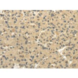 Immunohistochemistry - TULP2 Antibody from Signalway Antibody (42797) - Antibodies.com