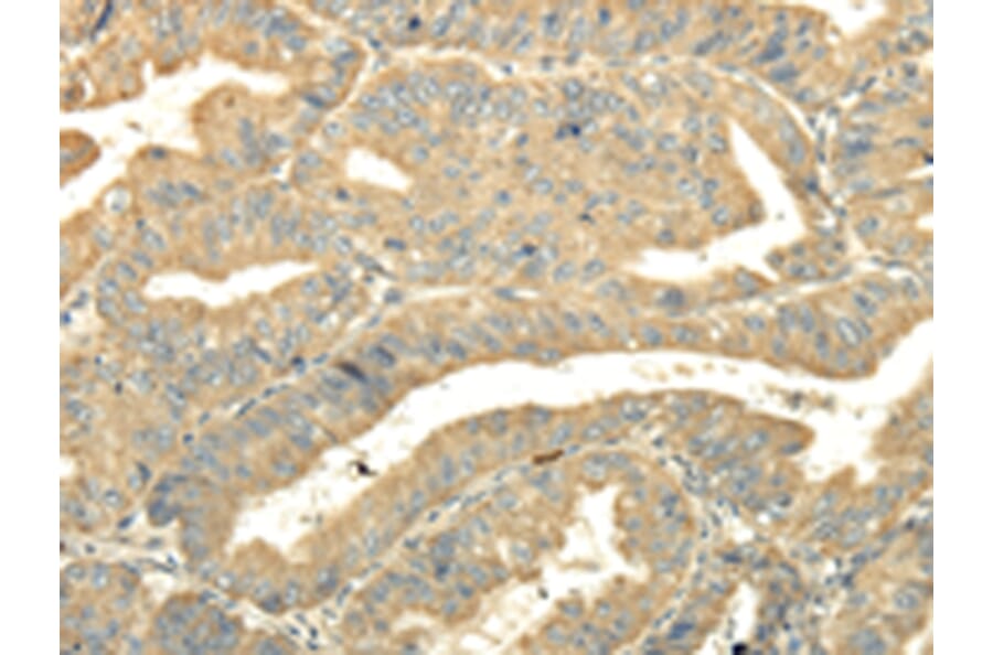 Immunohistochemistry - TULP2 Antibody from Signalway Antibody (42797) - Antibodies.com