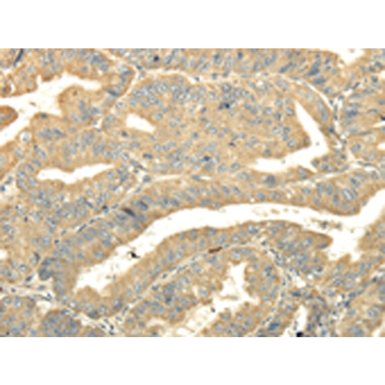 Immunohistochemistry - TULP2 Antibody from Signalway Antibody (42797) - Antibodies.com