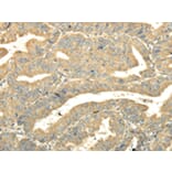 Immunohistochemistry - TULP2 Antibody from Signalway Antibody (42797) - Antibodies.com