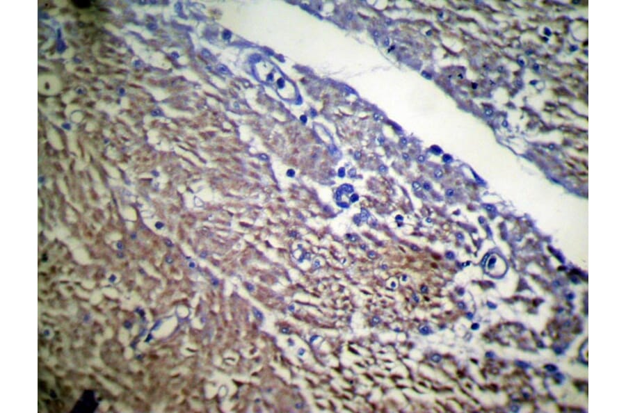 Immunohistochemistry - UBL4B Antibody from Signalway Antibody (42802) - Antibodies.com