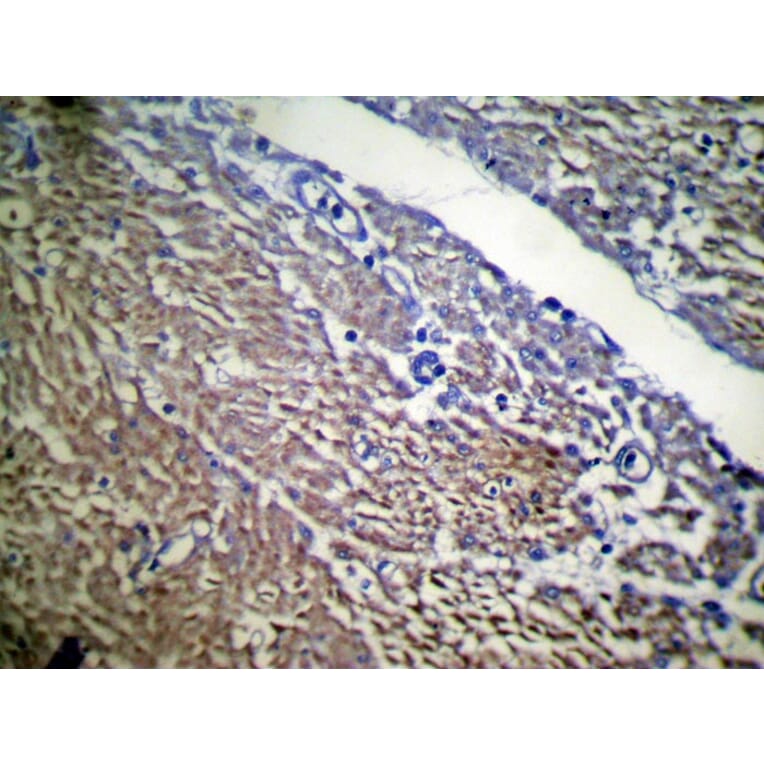Immunohistochemistry - UBL4B Antibody from Signalway Antibody (42802) - Antibodies.com