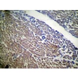 Immunohistochemistry - UBL4B Antibody from Signalway Antibody (42802) - Antibodies.com