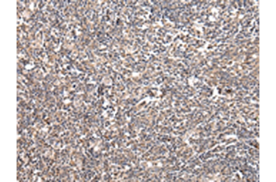 Immunohistochemistry - UGGT2 Antibody from Signalway Antibody (42803) - Antibodies.com