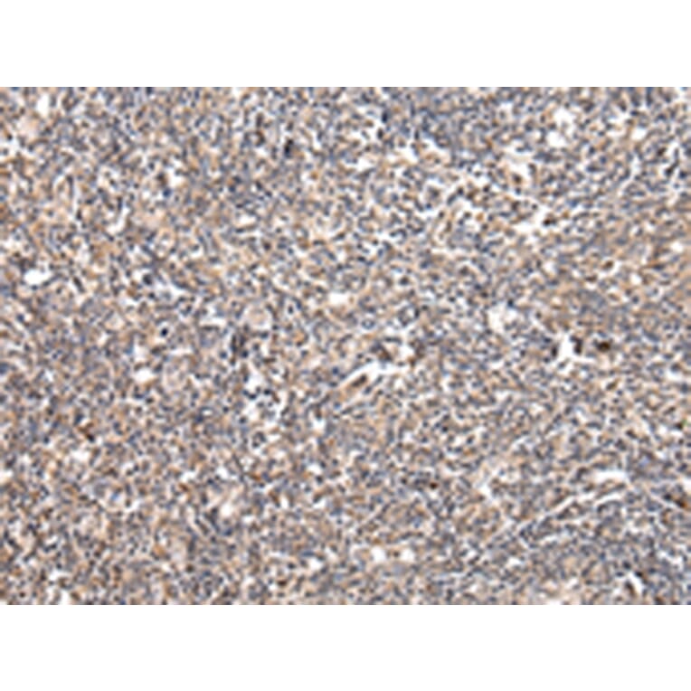 Immunohistochemistry - UGGT2 Antibody from Signalway Antibody (42803) - Antibodies.com