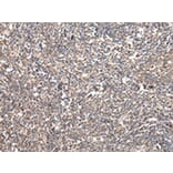 Immunohistochemistry - UGGT2 Antibody from Signalway Antibody (42803) - Antibodies.com