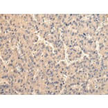 Immunohistochemistry - USP15 Antibody from Signalway Antibody (42821) - Antibodies.com