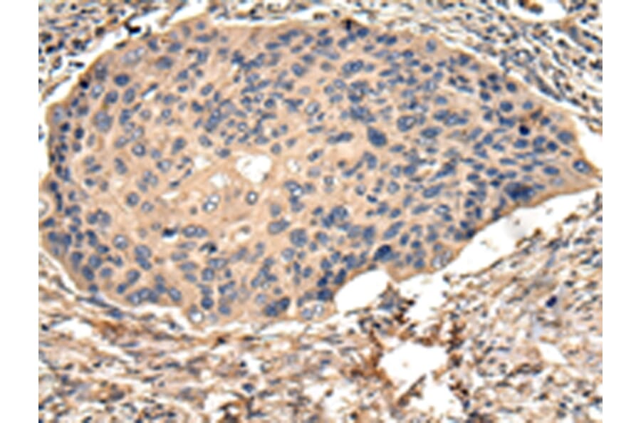 Immunohistochemistry - USP15 Antibody from Signalway Antibody (42821) - Antibodies.com
