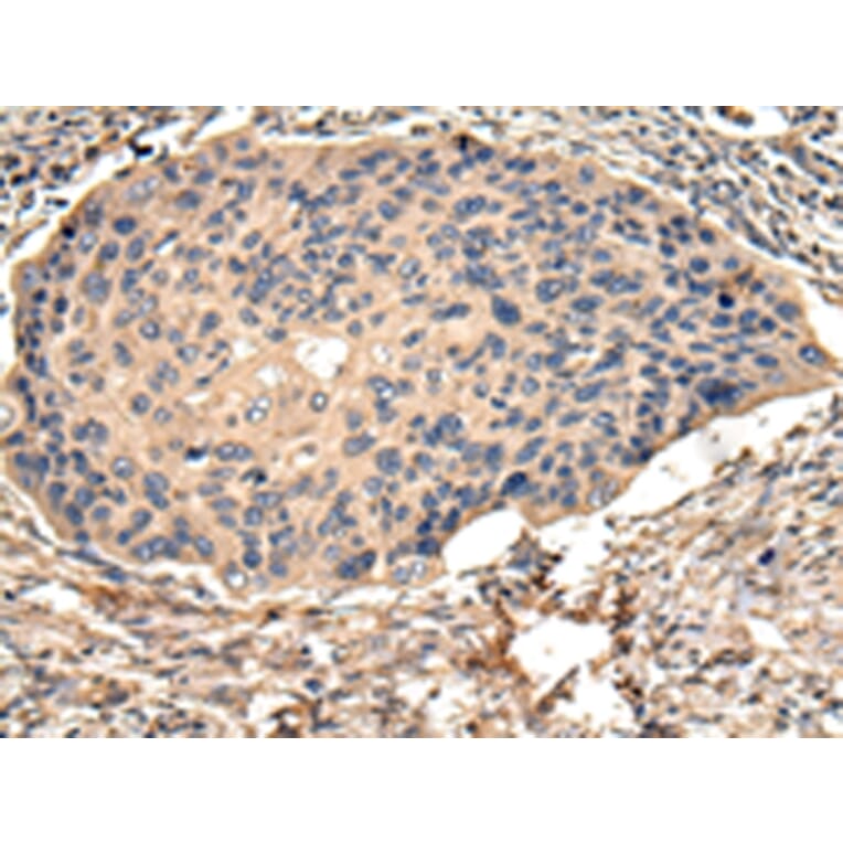 Immunohistochemistry - USP15 Antibody from Signalway Antibody (42821) - Antibodies.com