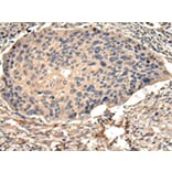Immunohistochemistry - USP15 Antibody from Signalway Antibody (42821) - Antibodies.com