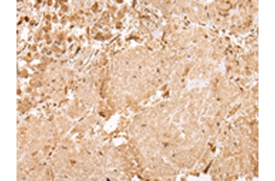 Immunohistochemistry - USP45 Antibody from Signalway Antibody (42822) - Antibodies.com