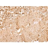 Immunohistochemistry - USP45 Antibody from Signalway Antibody (42822) - Antibodies.com