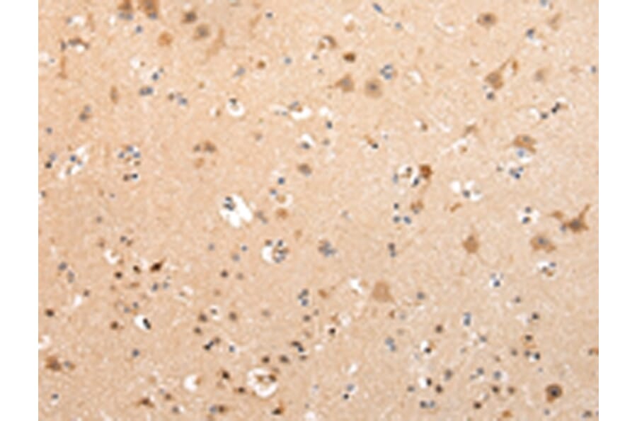 Immunohistochemistry - VPS16 Antibody from Signalway Antibody (42834) - Antibodies.com