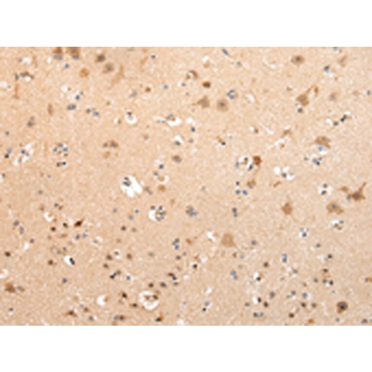 Immunohistochemistry - VPS16 Antibody from Signalway Antibody (42834) - Antibodies.com