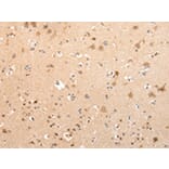 Immunohistochemistry - VPS16 Antibody from Signalway Antibody (42834) - Antibodies.com